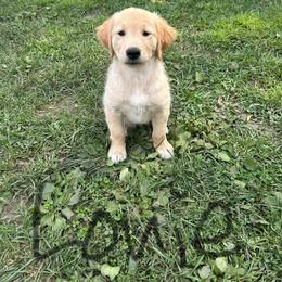 Golden Retriever Puppies from Golden paws of Hope