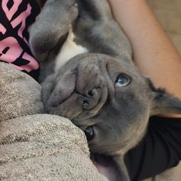 French Bulldog Puppies from Charles Frenchies