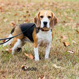 Dede - Beagle