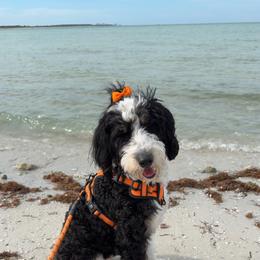 Avery - Bernedoodle