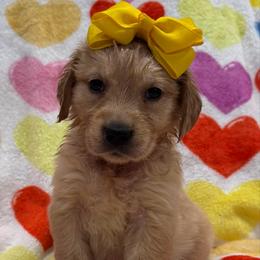 Dancer: Yellow collar - Golden female Golden Retriever puppy in Monterey, Tennessee from Lawson’s Green Acres Goldens and Mini Dachshunds