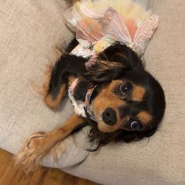 Percy - Cavalier King Charles Spaniel