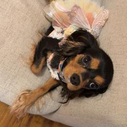 Percy - Cavalier King Charles Spaniel