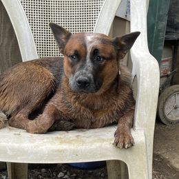 Tink - Australian Cattle Dog