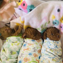 Poodle Puppies from Red toy poodles