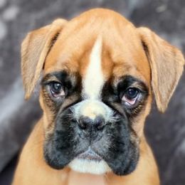 Boxers and French Bulldogs from Schuster Haus