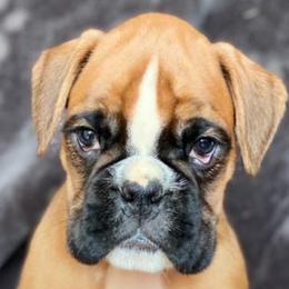 Boxers and French Bulldogs from Schuster Haus