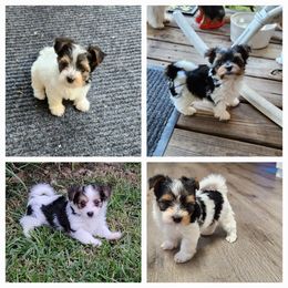 Yorkshire Terrier Puppies from Wild Azalea Yorkies on FB