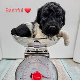 Girl 2 - Poodle puppy in Inman, South Carolina from Raynebow Rose Poodles