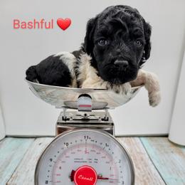 Girl 2 - Poodle puppy in Inman, South Carolina from Raynebow Rose Poodles