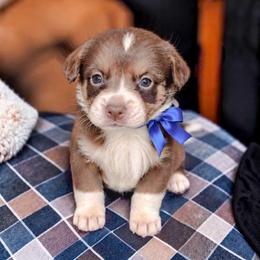 Captain - Liver and white male Cardigan Welsh Corgi puppy in Denham Springs, Louisiana from Haggard Family Corgis