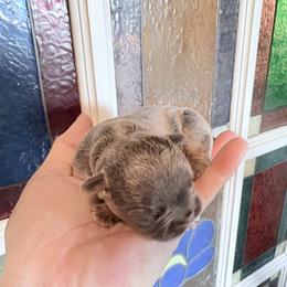 Supernova - Tricolors female French Bulldog puppy in Almo, Kentucky from Busy Bee French Bulldogs