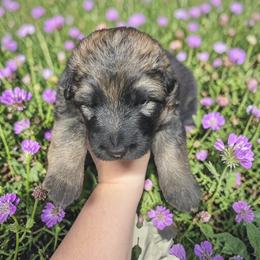 Fuji - Sable male German Shepherd puppy in Oakland, Oregon from VHM German Shepherds