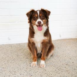 Aussiedoodle puppies from Forever Aussies and A Doodle