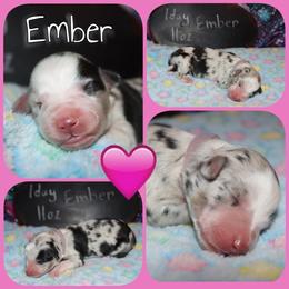 Ember - Blue merle female Australian Shepherd puppy in Levelland, Texas from Once Upon a Time Aussies