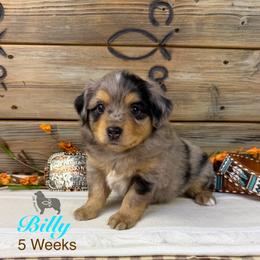 Billy Etbauer - Blue merle male Miniature Australian Shepherd puppy in El Dorado Springs, Missouri from OR Aussies