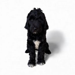 Tina - Black female Goldendoodle puppy in Glendale, Arizona from CocoLove Doodles