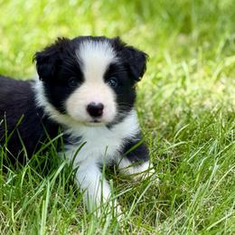 Nutmeg - Black and white female Border Collie puppy in Lakeview, Michigan from Haven Creek Farm
