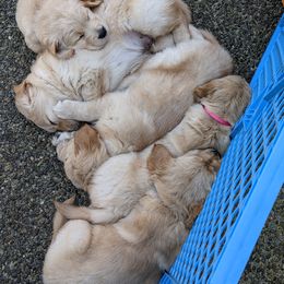 Golden Retriever Puppies from Sola Mae's Goldens