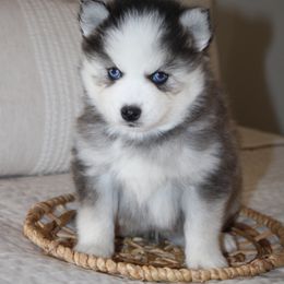 Kai - Black and white Pomsky puppy in Apple Creek, Ohio from Arlene Hershberger