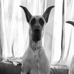 Great Danes from The Nobledane