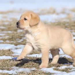 Baby Boy (Yellow) - Yellow male Labrador Retriever puppy in Chatfield, Minnesota from Terranova Retrievers