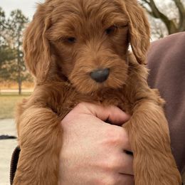 Goldendoodle Puppies from NettyDoodles