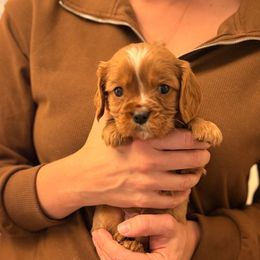 Scrappy (green collar) - Ruby male Cavalier King Charles Spaniel puppy in Acworth, Georgia from Cumberland Cavaliers