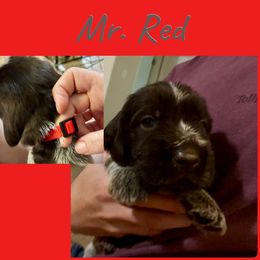 Indy - Brown and gray male Wirehaired Pointing Griffon puppy in Tollhouse, California from Rocking S Griffons