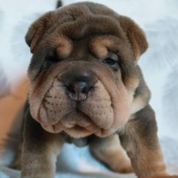 Chucky - Blue sable male Chinese Shar-Pei puppy in Clarksville, Tennessee from Wrinkle Bum Shar-Pei