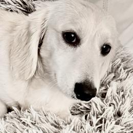 Dachshunds from Lily of the Valley