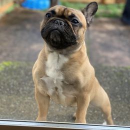 French Bulldog All Grown Up from Kickz Frenchies