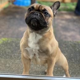 French Bulldog All Grown Up from Kickz Frenchies