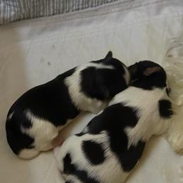 Prada - Black tan and white female Biewer Terrier puppy in Concord, California from Puppy Boutique