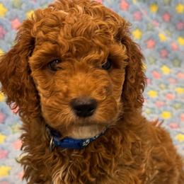 Chase - Red  male Goldendoodle puppy in Maricopa, Arizona from AZ Designer Goldendoodles