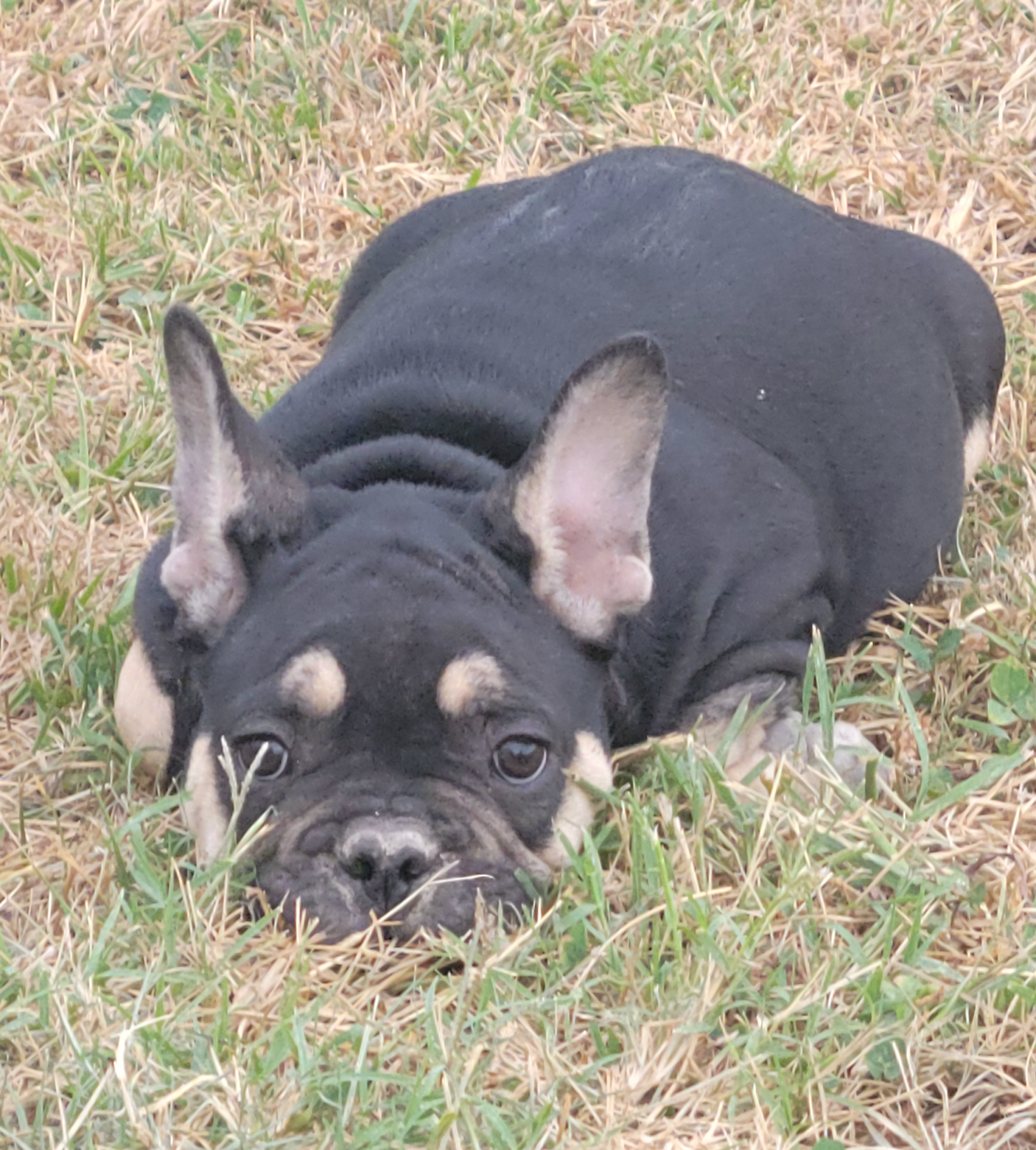 French Bulldogs from Rusty Spur Frenchies