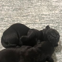 Girl 1 - Black female Labrador Retriever puppy in Woodbury, Connecticut from A Dog’s Life Farm