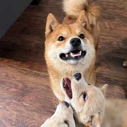 Hank - Shiba Inu