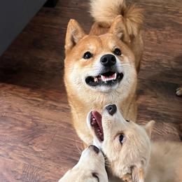 Hank - Shiba Inu
