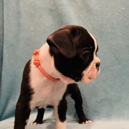Boston Terrier Puppies from Helton’s Boston Terriers