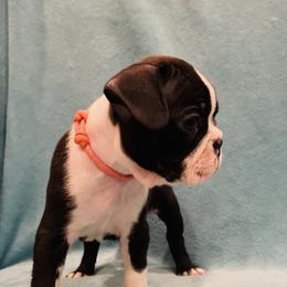 Boston Terrier Puppies from Helton’s Boston Terriers