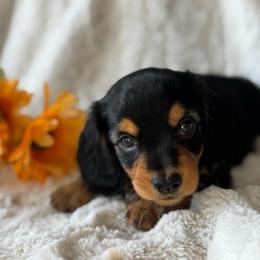 Daisy - Black and tan female Dachshund puppy in Holtwood, Pennsylvania from Holly Hill Dachshunds