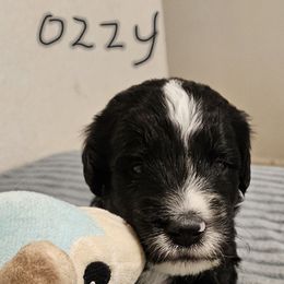Boy 1 - male Bernedoodle puppy in Henderson, Colorado from Huggable Bernedoodles of Colorado LLC