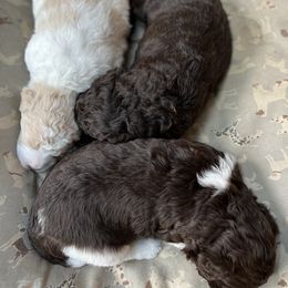 Goldendoodle Puppies from Doodles in the Skye