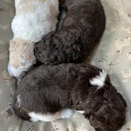 Goldendoodle Puppies from Doodles in the Skye