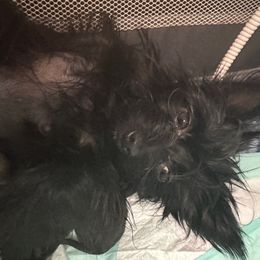 Violet - Yorkshire Terrier