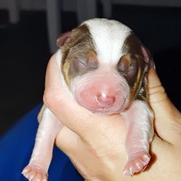 Girl 1 - Australian Cattle Dog puppy in Williamsburg, Kentucky from Redemption Heelers