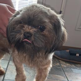 Snickers - Shih Tzu