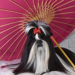 Sissy - Shih Tzu