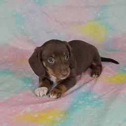Dachshund Puppies from Newbern's Nuggets